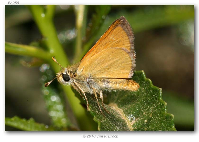 Ochlodes agricola Boisduval 1852 resmi