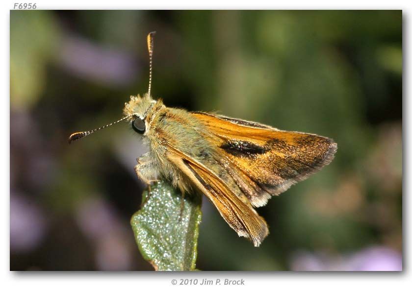 Ochlodes agricola Boisduval 1852 resmi