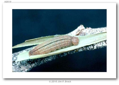 Image of Rural Skipper