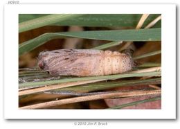 Ochlodes agricola Boisduval 1852 resmi