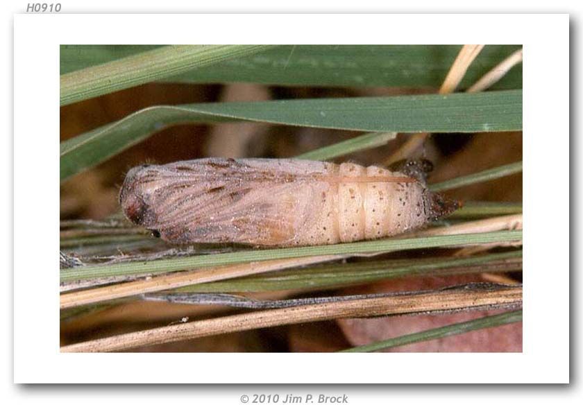 Ochlodes agricola Boisduval 1852 resmi