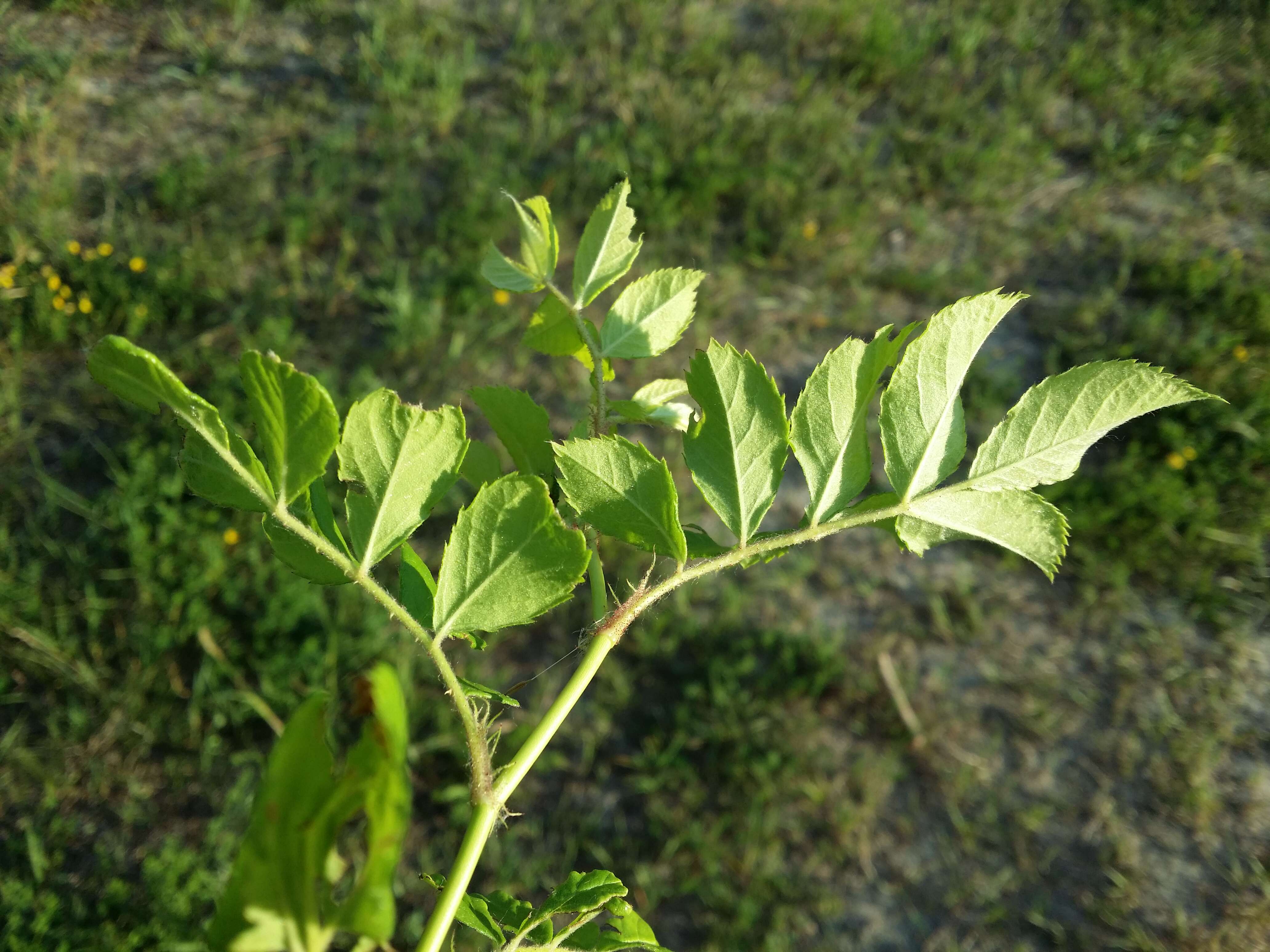 Image de Rosa multiflora Thunb.