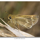 Image of Wandering Skipper