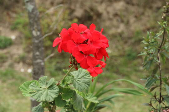 Image of Geranium