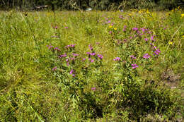 Image of Chiricahua Mountain mock vervain