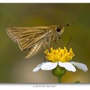 Image of Salt Marsh Skipper