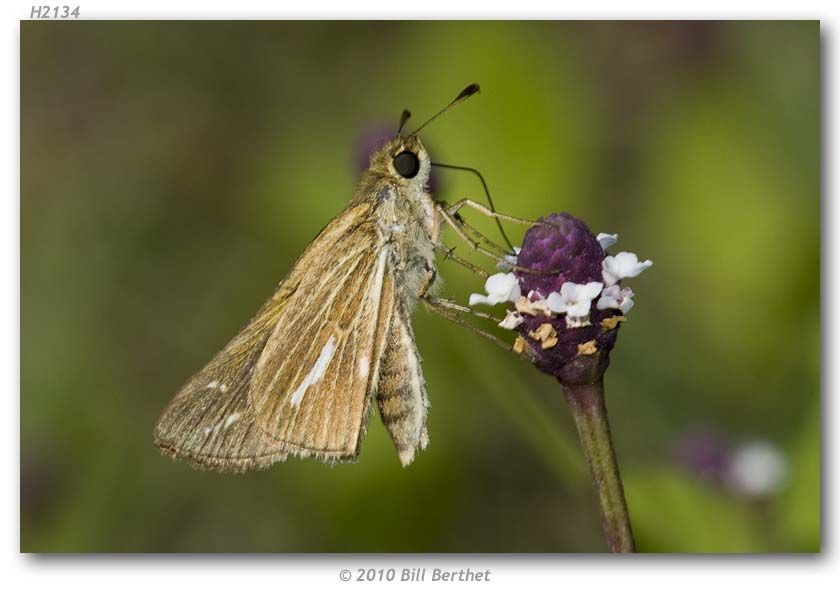 Image of Salt Marsh Skipper