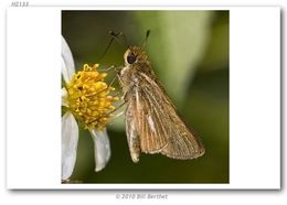 Image of Salt Marsh Skipper