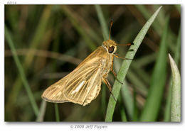 Image of Salt Marsh Skipper