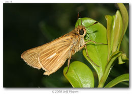 Image of Salt Marsh Skipper