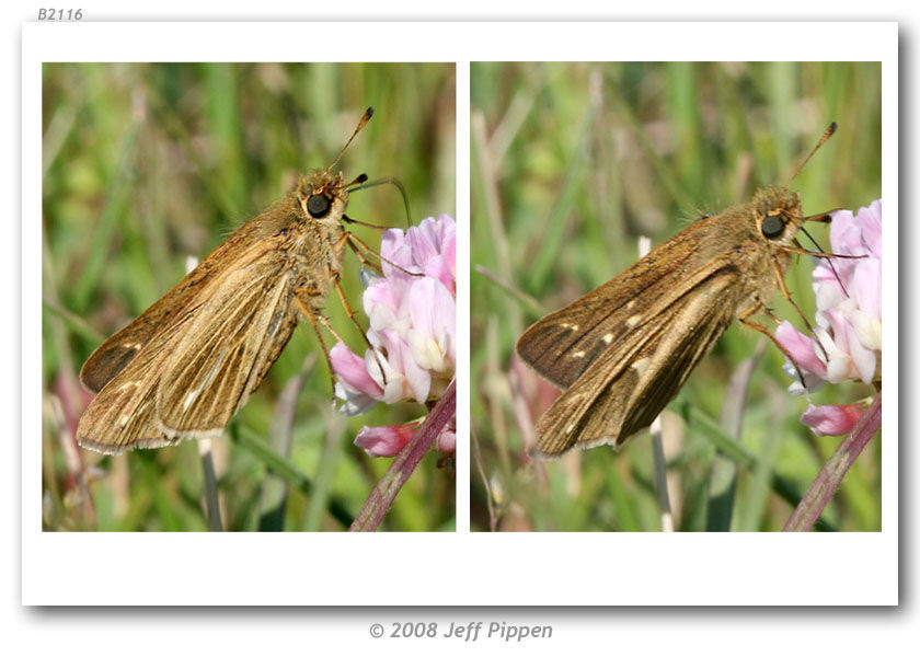 Image of Salt Marsh Skipper