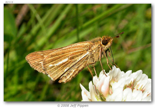 Image of Salt Marsh Skipper