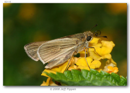 Image of Salt Marsh Skipper