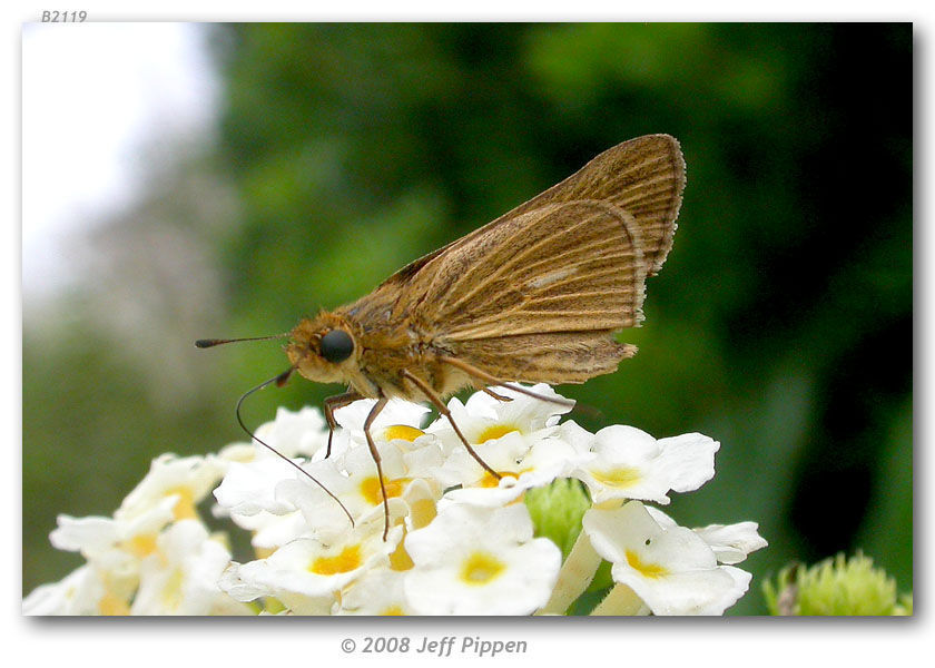 Image of Salt Marsh Skipper