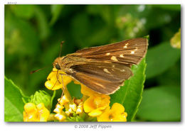 Image of Salt Marsh Skipper