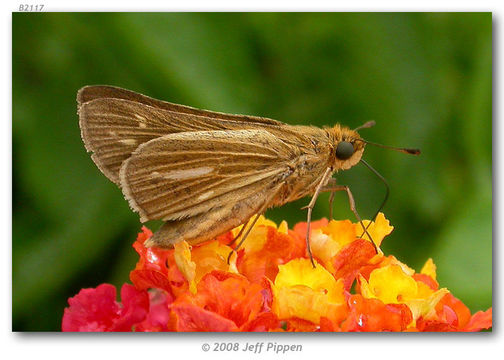 Image of Salt Marsh Skipper