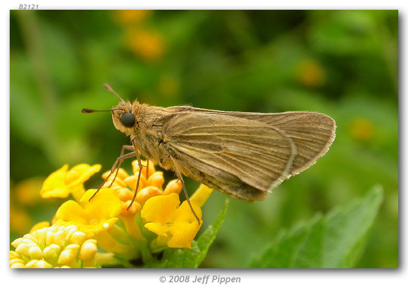 Image of Salt Marsh Skipper