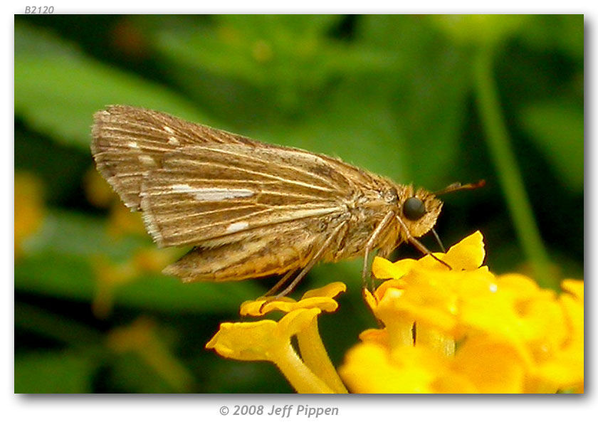 Image of Salt Marsh Skipper