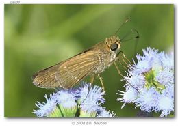 Image of Purple-washed Skipper