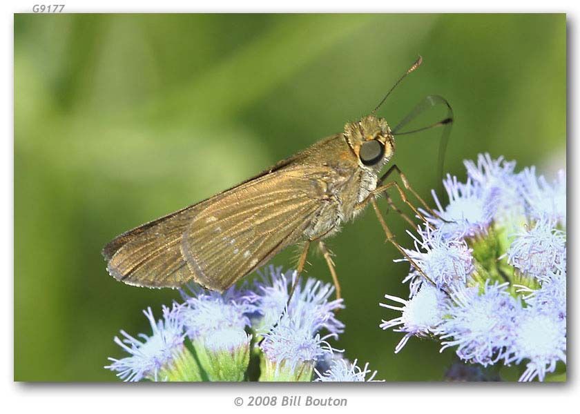 Image of Purple-washed Skipper