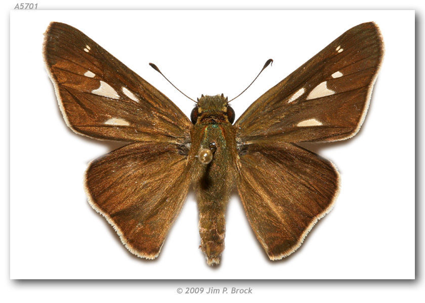 Image of Purple-washed Skipper