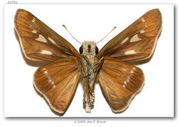 Image of Purple-washed Skipper