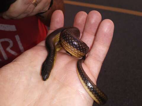 Image of Striped Crayfish Snake