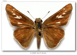 Image of Purple-washed Skipper