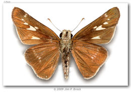 Image of Purple-washed Skipper