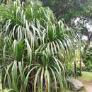 Plancia ëd Pandanus sechellarum Balf. fil.