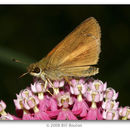 Image of Broad-winged Skipper