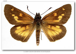 Image of Broad-winged Skipper