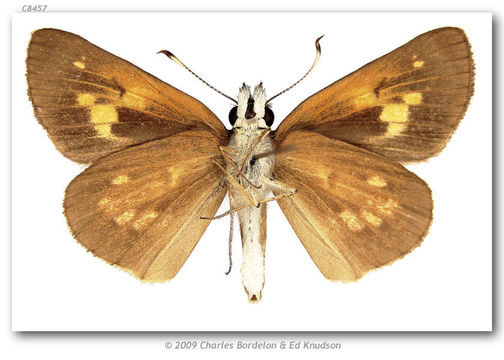 Image of Broad-winged Skipper