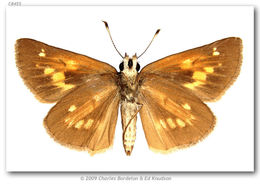 Image of Broad-winged Skipper