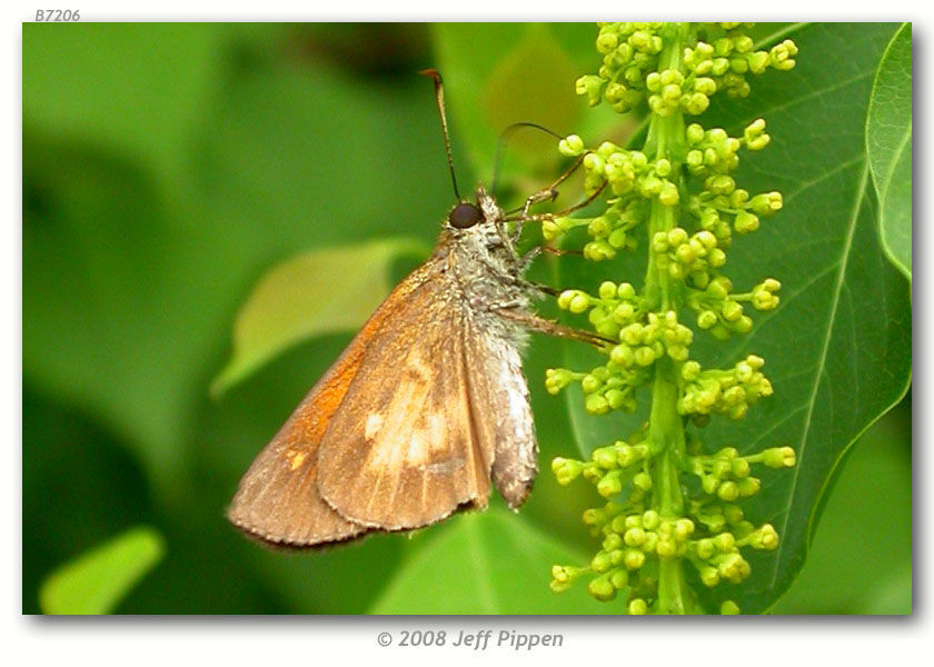 Image of Broad-winged Skipper