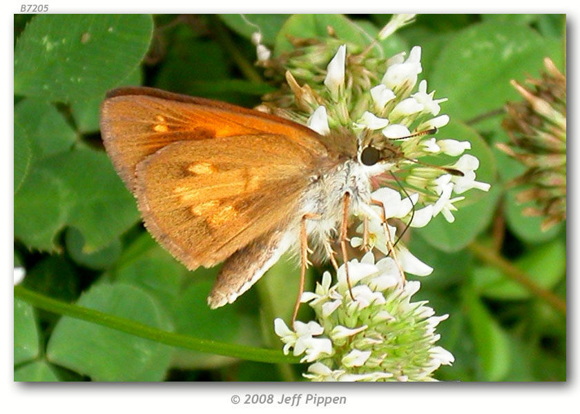 Image of Broad-winged Skipper