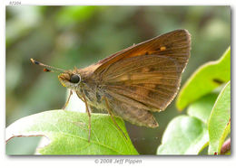 Image of Broad-winged Skipper