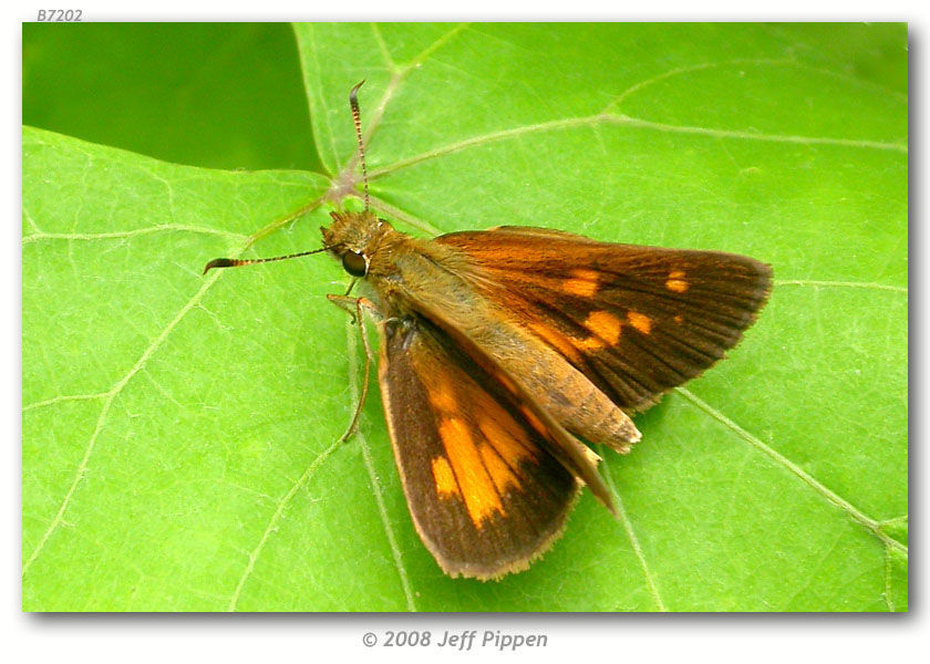 Image of Broad-winged Skipper