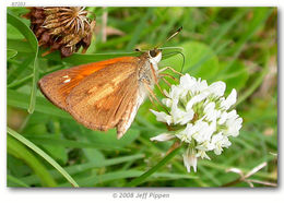 Image of Broad-winged Skipper