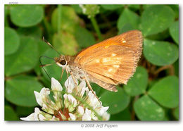 Image of Broad-winged Skipper