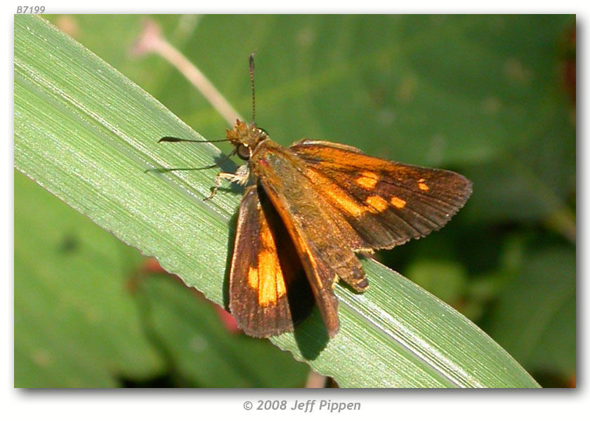 Image of Broad-winged Skipper