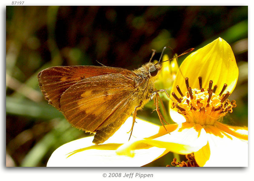 Image of Broad-winged Skipper