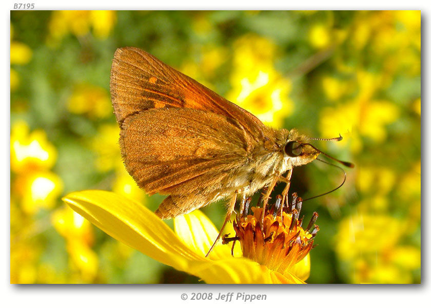 Image of Broad-winged Skipper