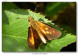 Image of Broad-winged Skipper