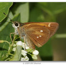 Image of Yehl Skipper