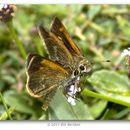 Image of Baracoa skipper