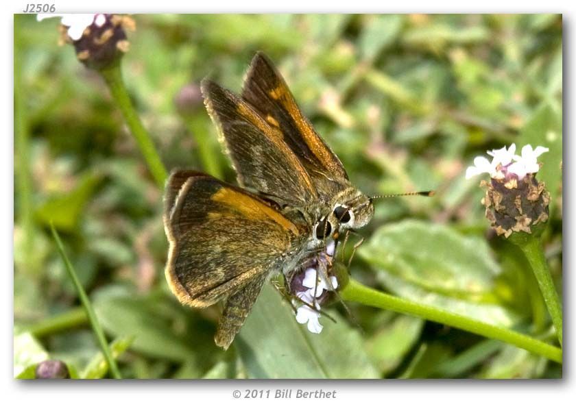 Image of Baracoa skipper