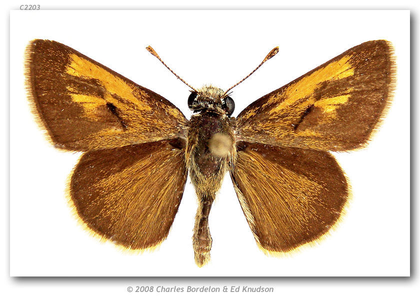 Image of Baracoa skipper