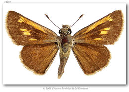 Image of Baracoa skipper