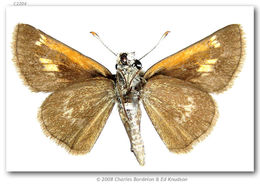 Image of Baracoa skipper